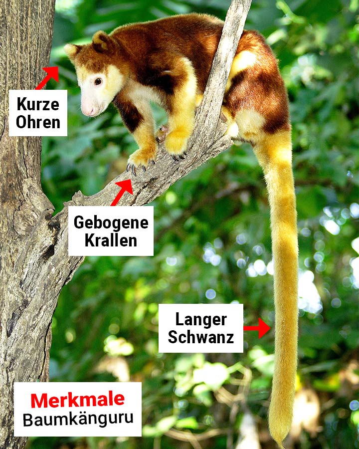 Baumkänguru Merkmale