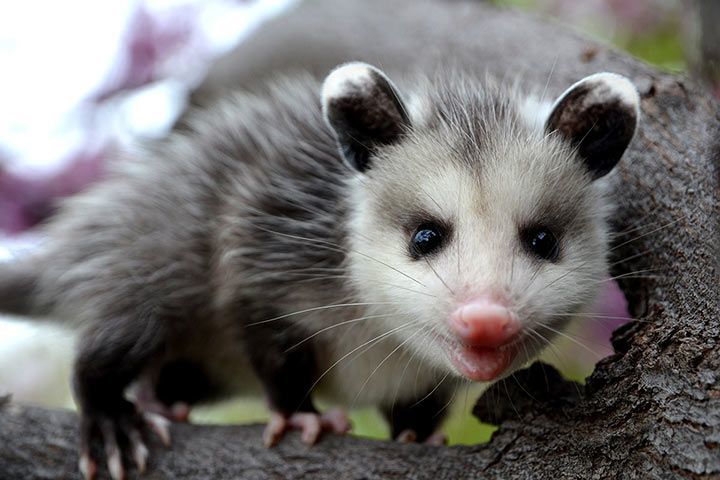 Opossum