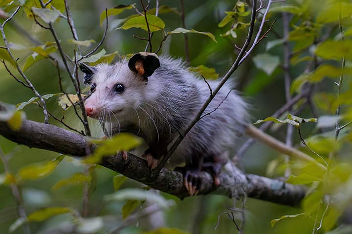 Opossum im Baum