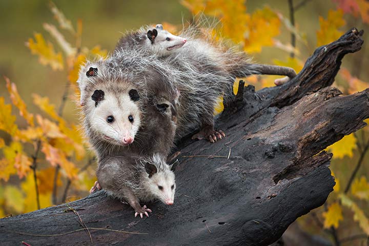 Opossum Familie
