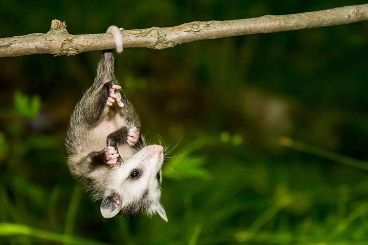 Opossum hängt am Schwanz