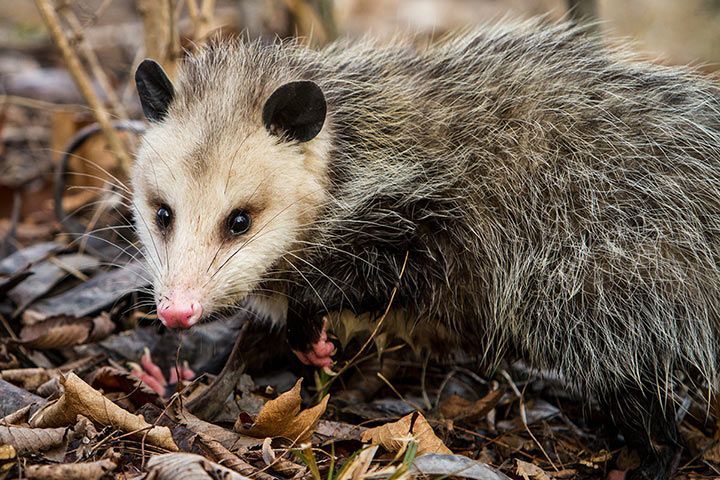 Opossum