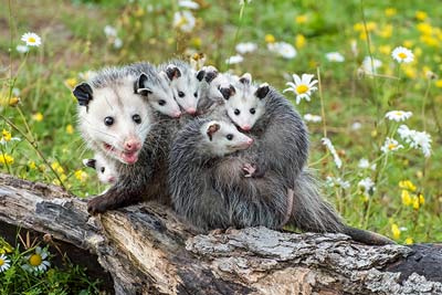 Opossum