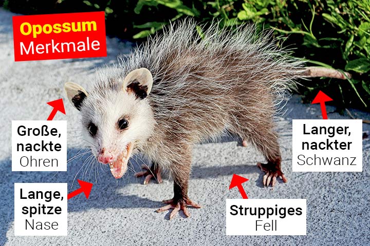 Opossum Aussehen und Körperbau
