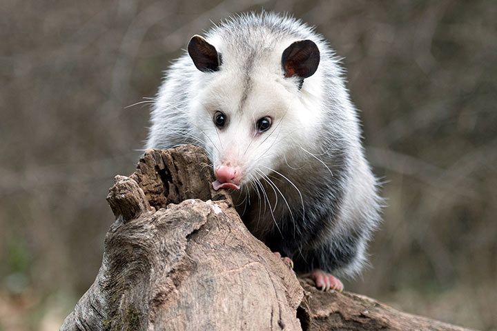 Opossum - Tier-Steckbrief - für Kinder & Schule