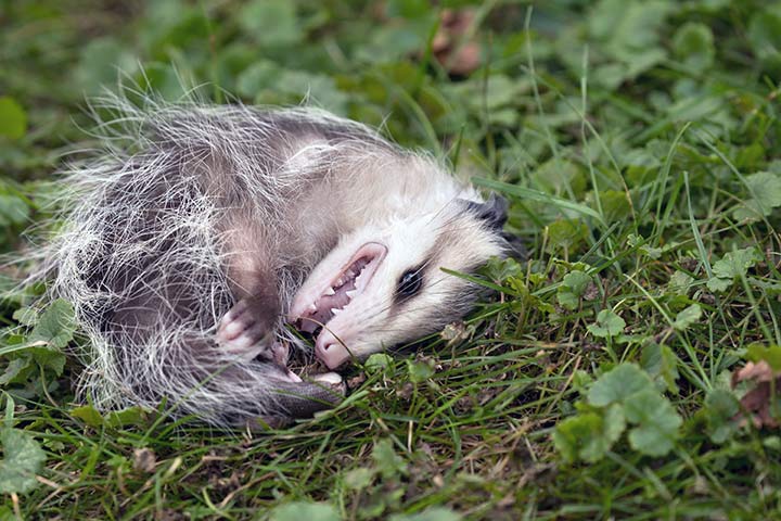 Opossum stellt sich tot