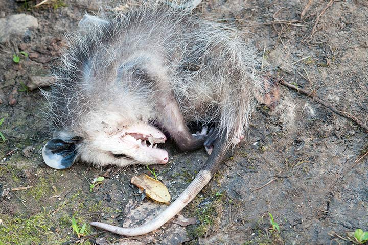 Opossum stellt sich tot