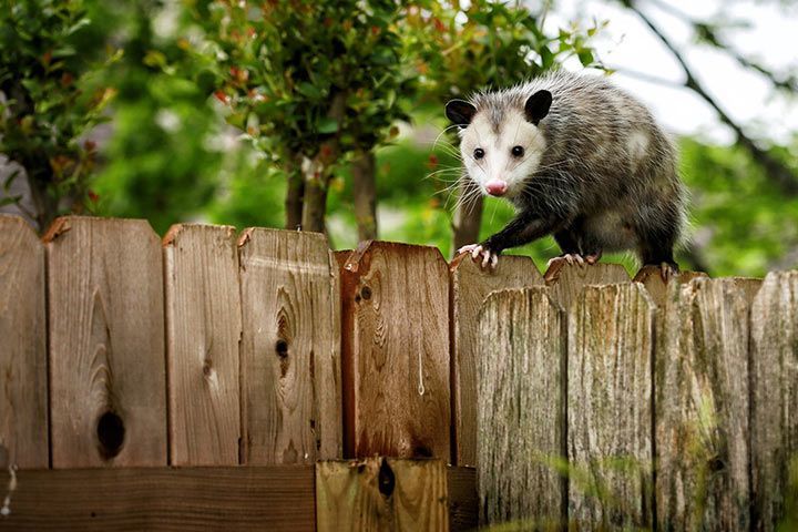 Opossum