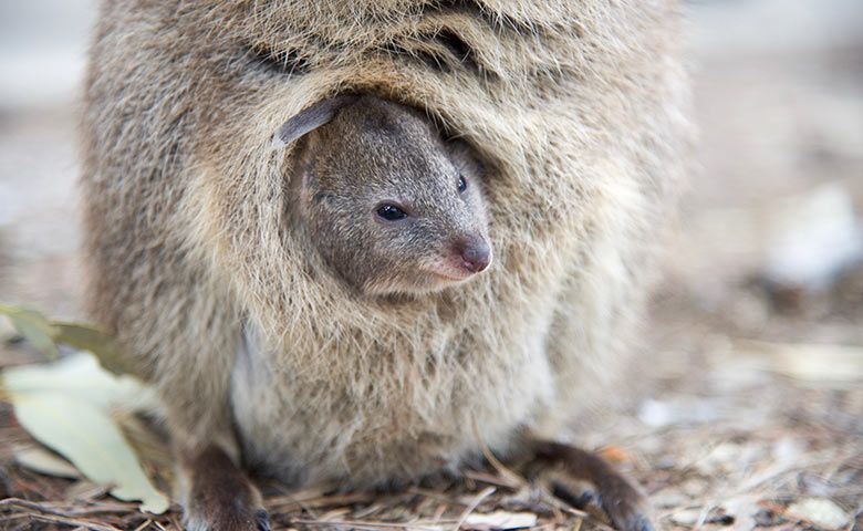 Quokka