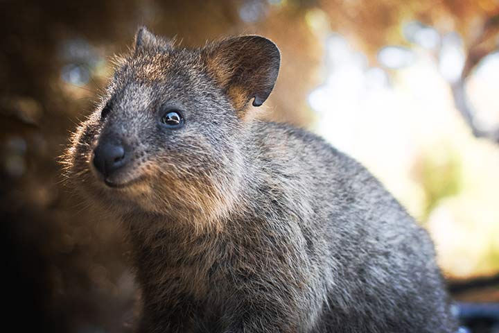 Fröhliches Quokka