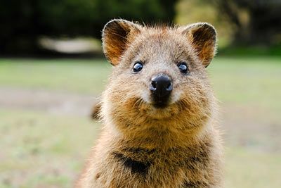 Beuteltiere Koala Fuchskusu Beutelratte Känguru Wombat Beutelwolf Brockhaus 0349 