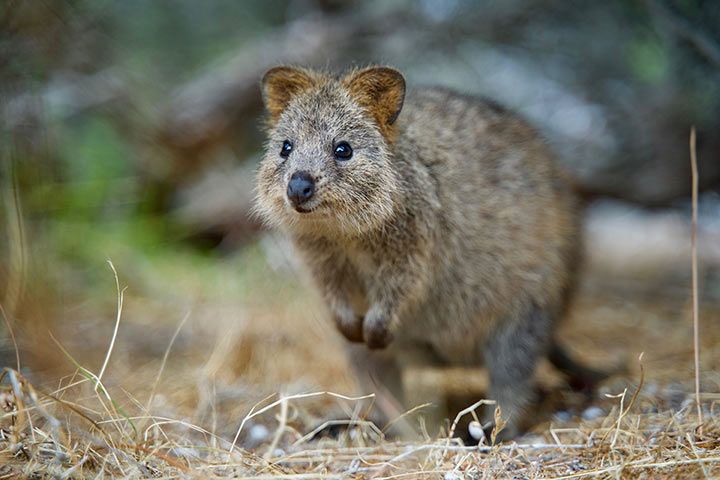 Quokka