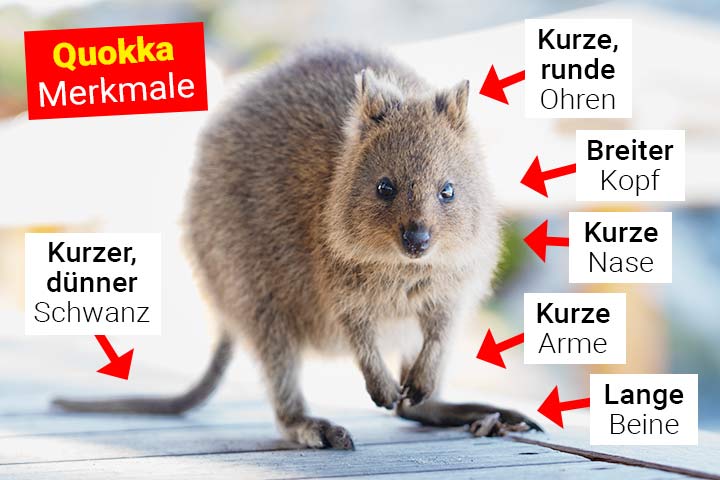 Quokka Merkmale