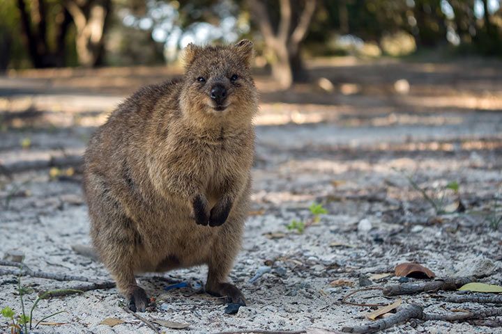 Quokka