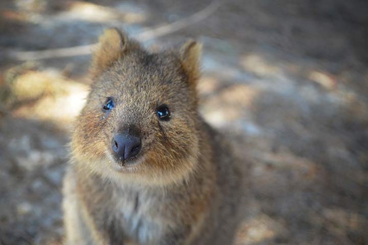 Süßes Quokka