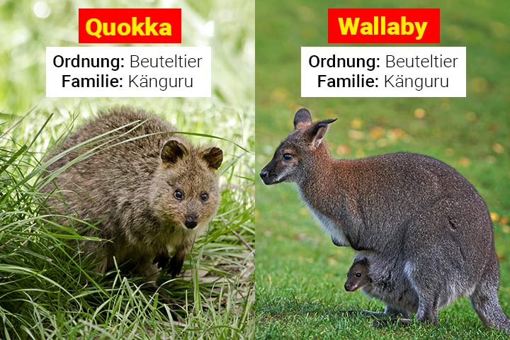 Quokka oder Wallaby – Wo ist der Unterschied?