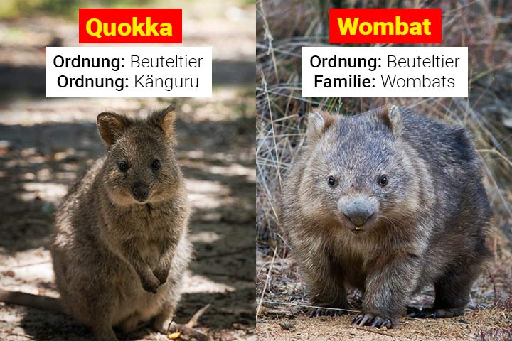Quokka oder Wombat – Wo ist der Unterschied?