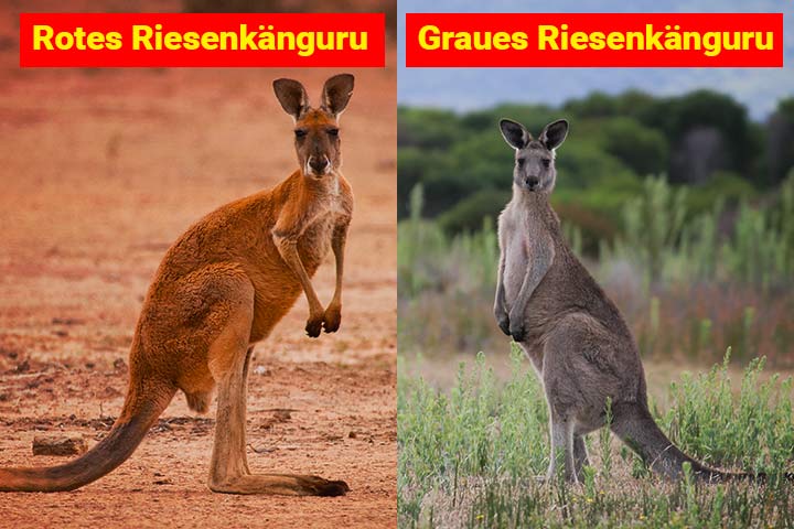Rotes Riesenkänguru oder Graues Riesenkänguru – Wo ist der Unterschied?