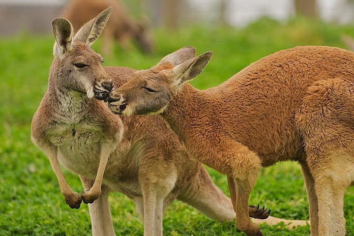 Rotes Riesenkänguru