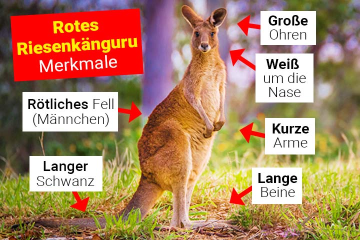 Rotes Riesenkänguru Merkmale