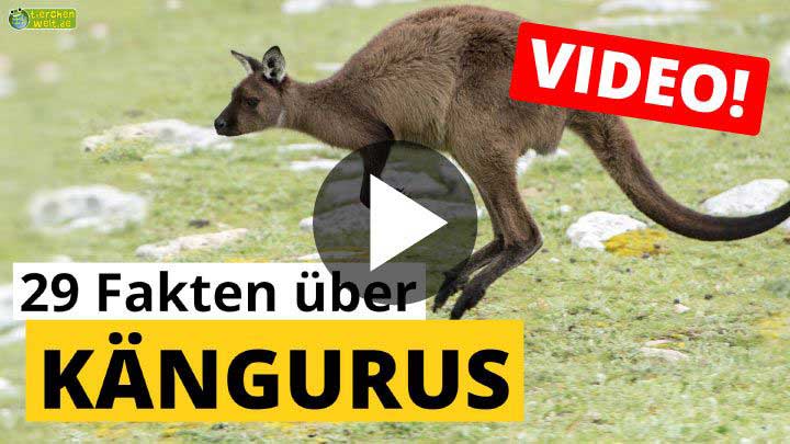 Video Kängurus