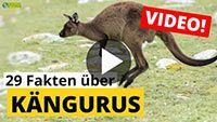 Video Känguru