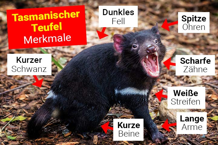 Tasmanischer Teufel Merkmale