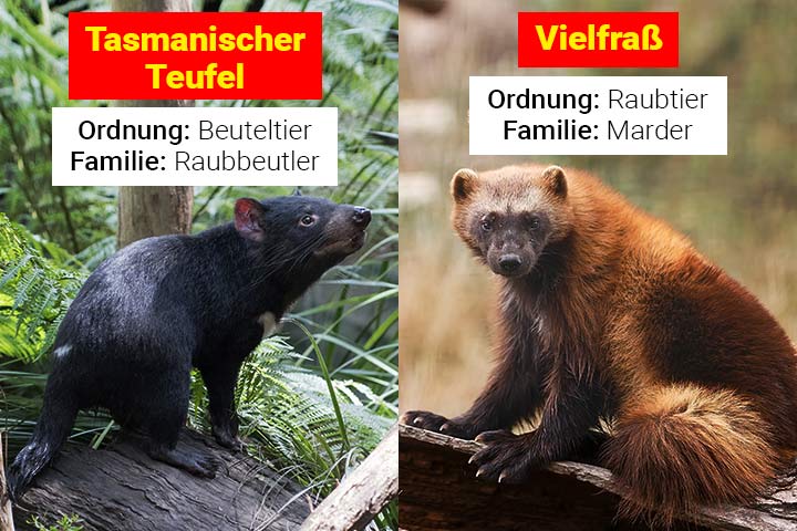 Tasmanischer Teufel oder Vielfraß – Wo ist der Unterschied?