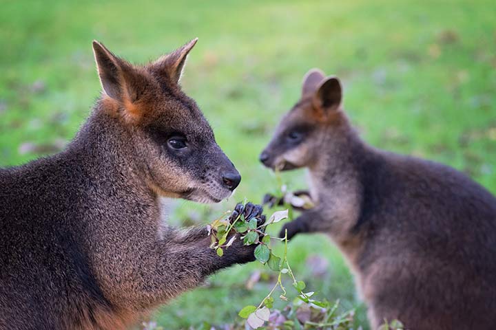 Hungrige Wallabies
