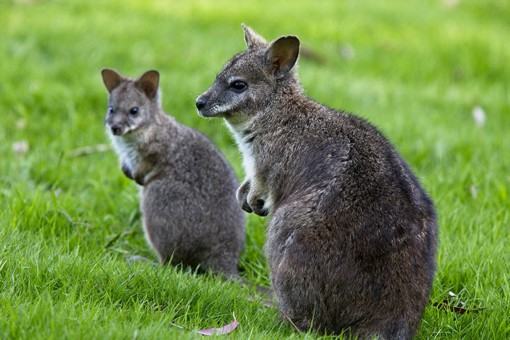 Rotnackenwallaby