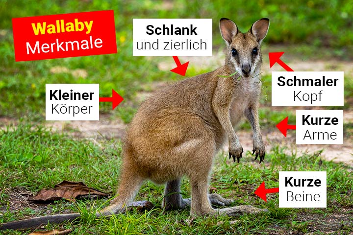 Wallaby Merkmale