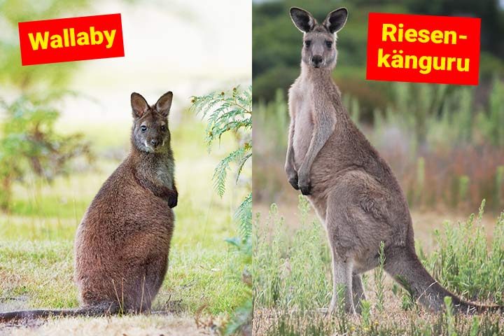 Wallaby oder Riesenkänguru  – Wo ist der Unterschied?