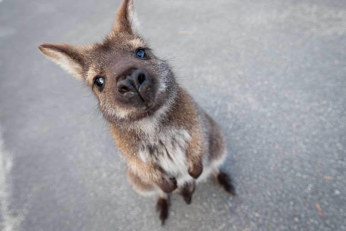 Wallaby-Känguru