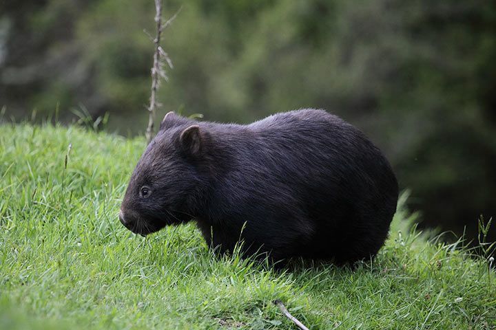 Wombat