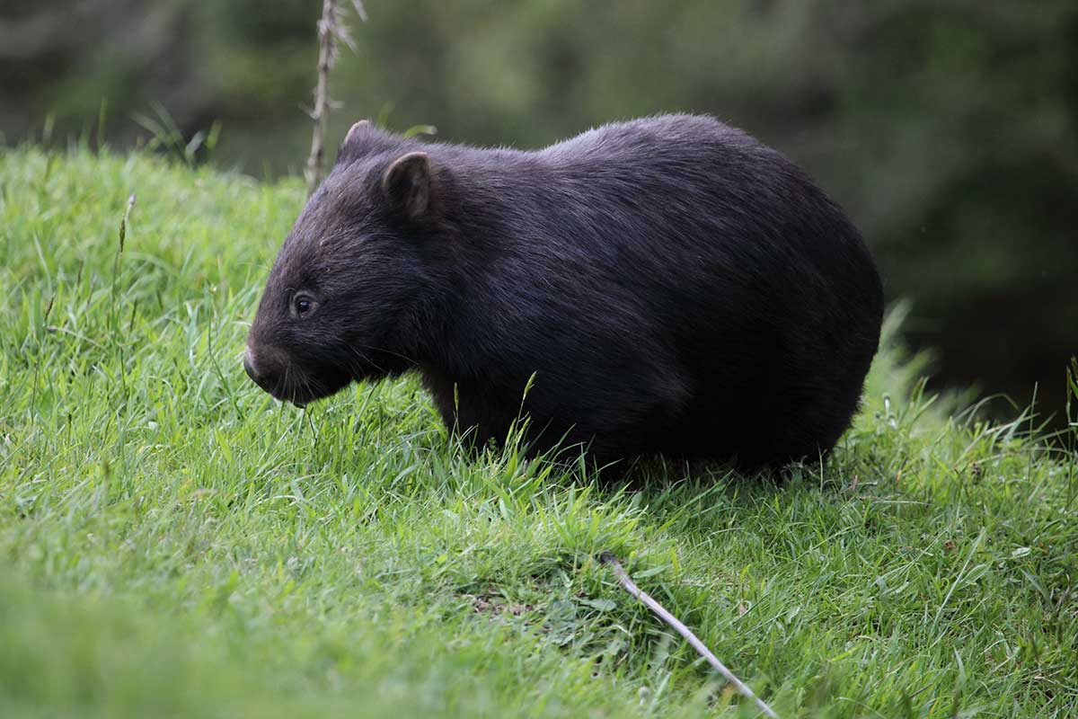 Wombat