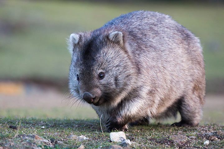 Wombat