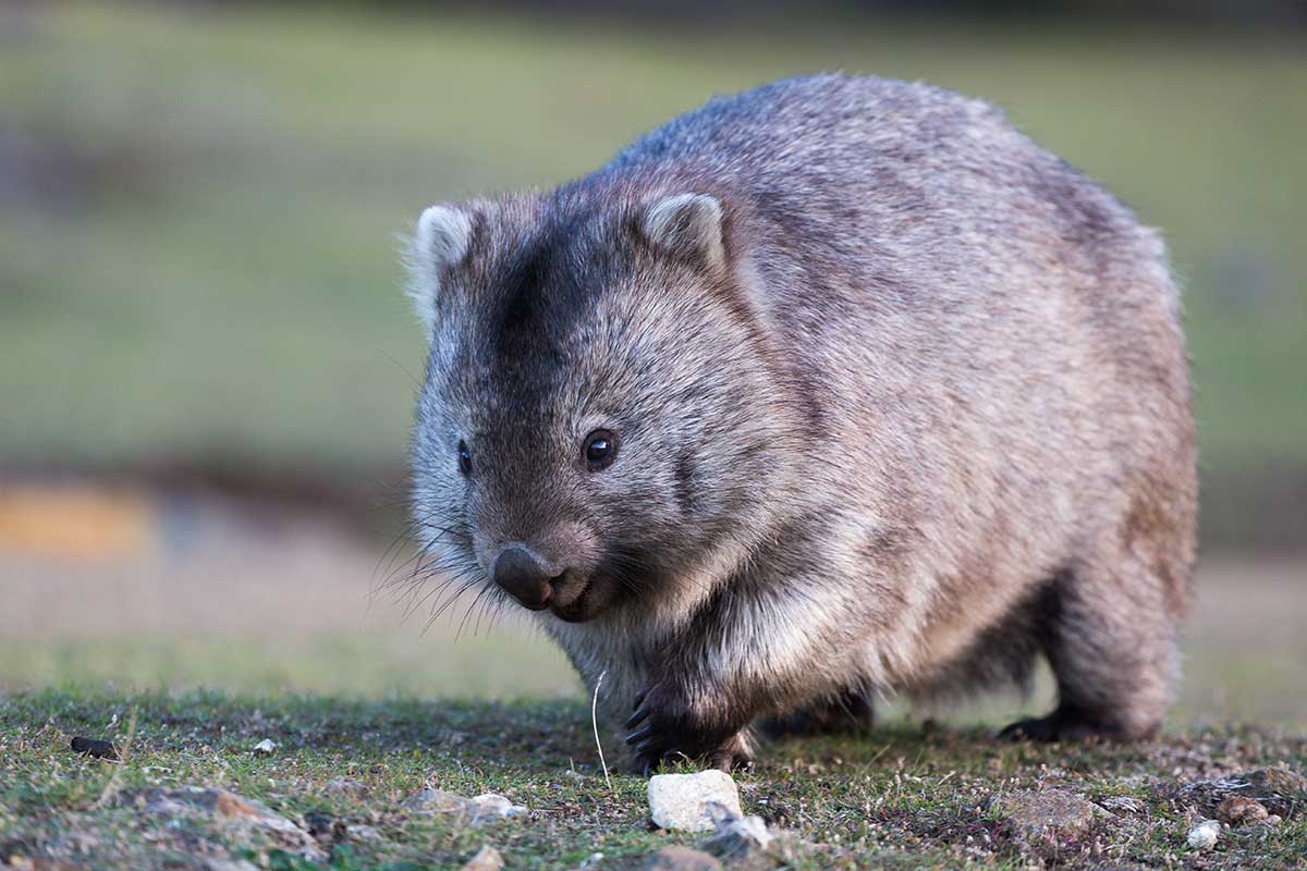 Wombats