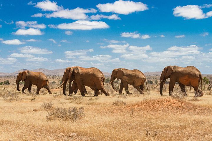 Afrikanischer Elefant