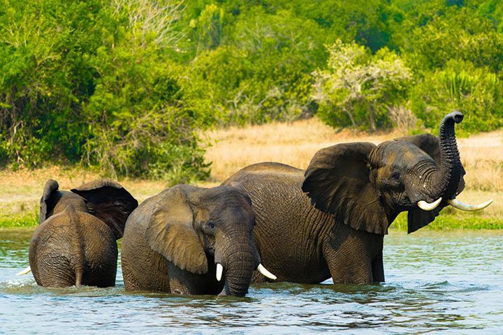 Afrikanischer Elefant