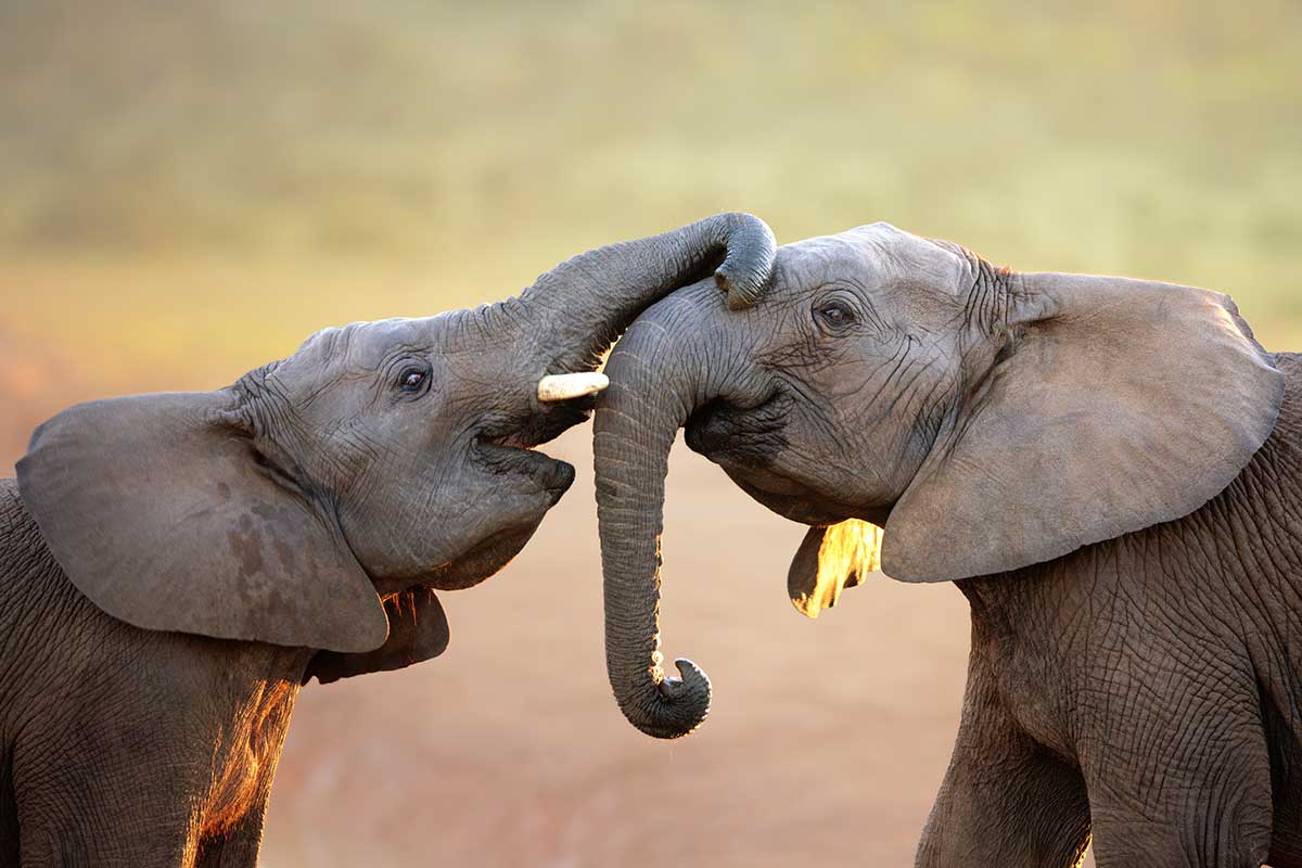 Elefanten-Freunde