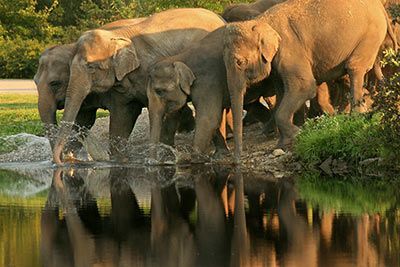 Elefant