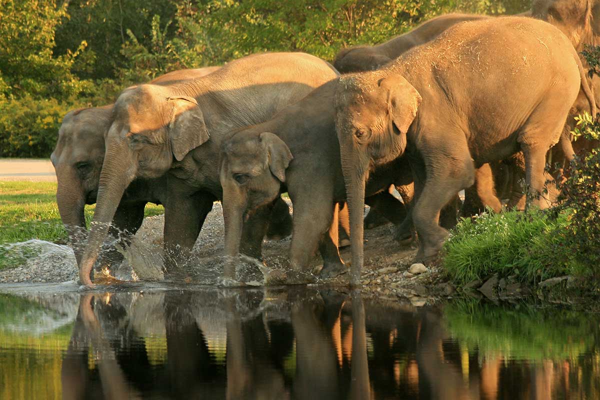 Elefanten trinken