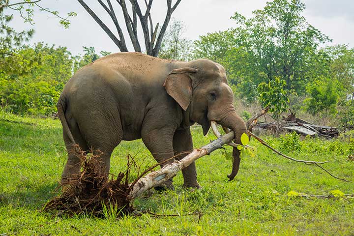 Asiatischer Elefant