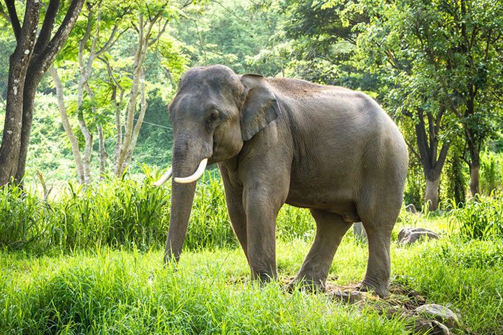 Asiatischer Elefant