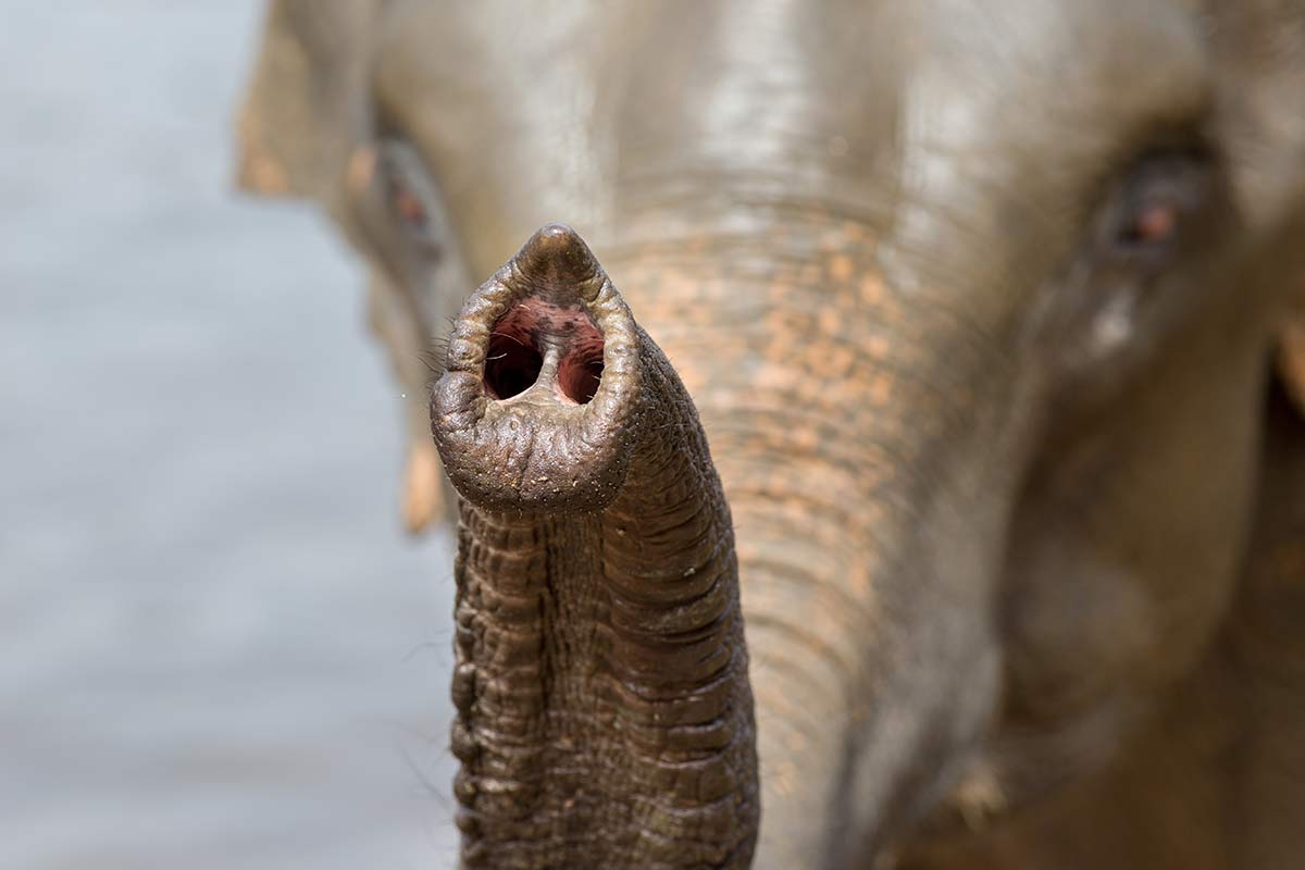 Asiatischer Elefant