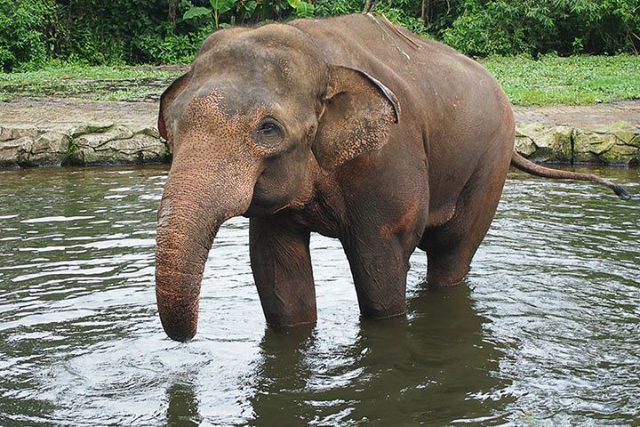 Sumatra-Elefant<