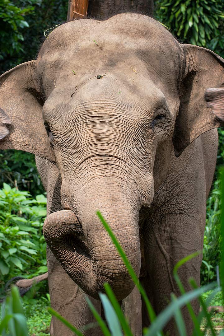 Sumatra-Elefant