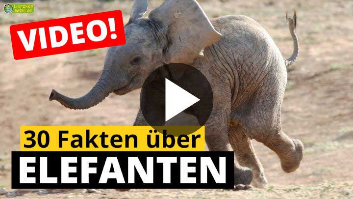 Video Elefanten