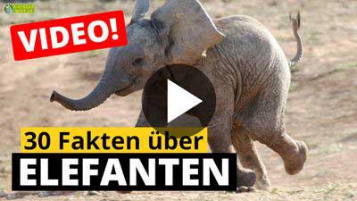 Video Elefant