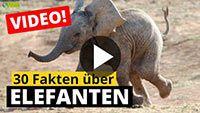 Video Elefant